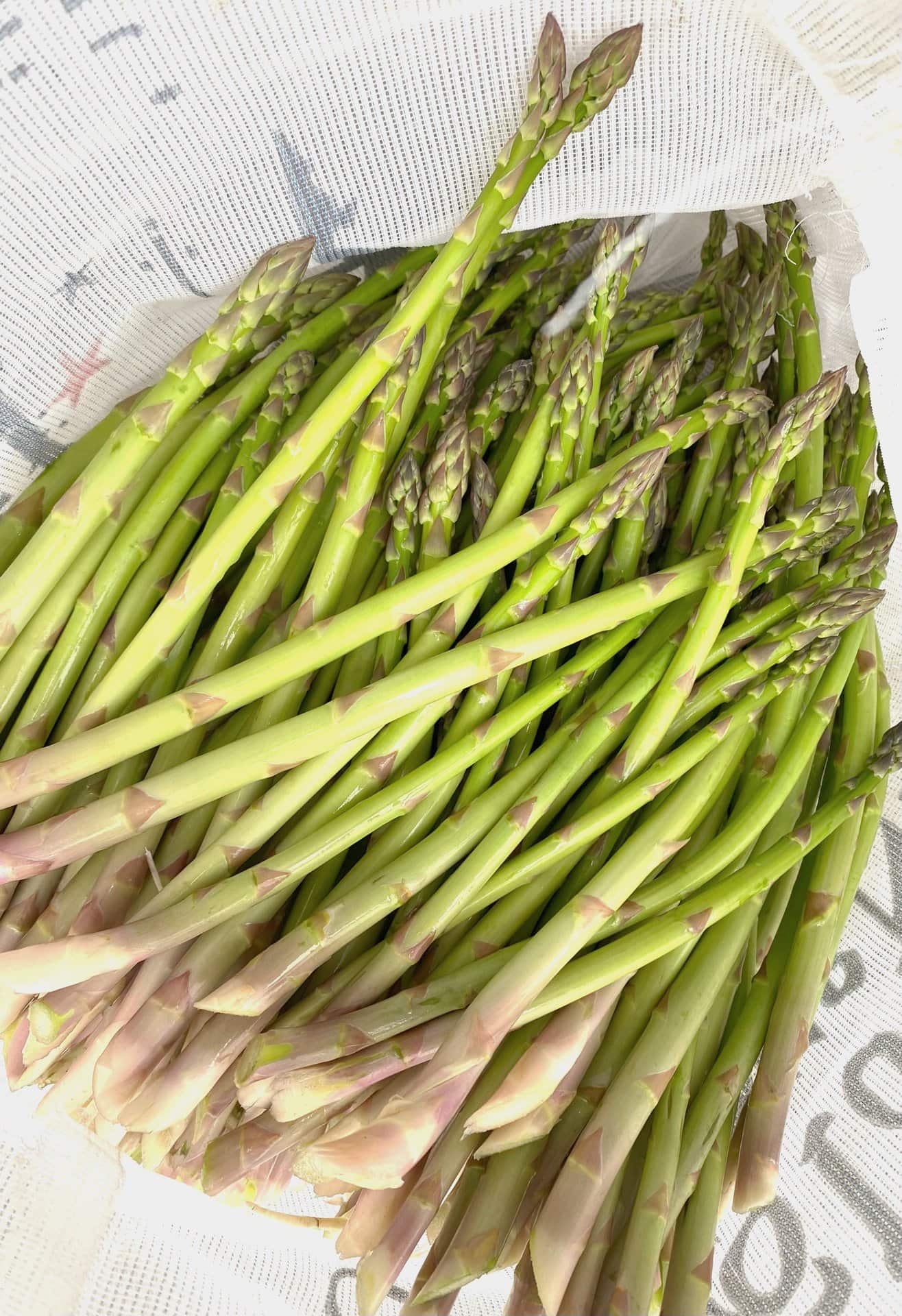 conservation asperges
