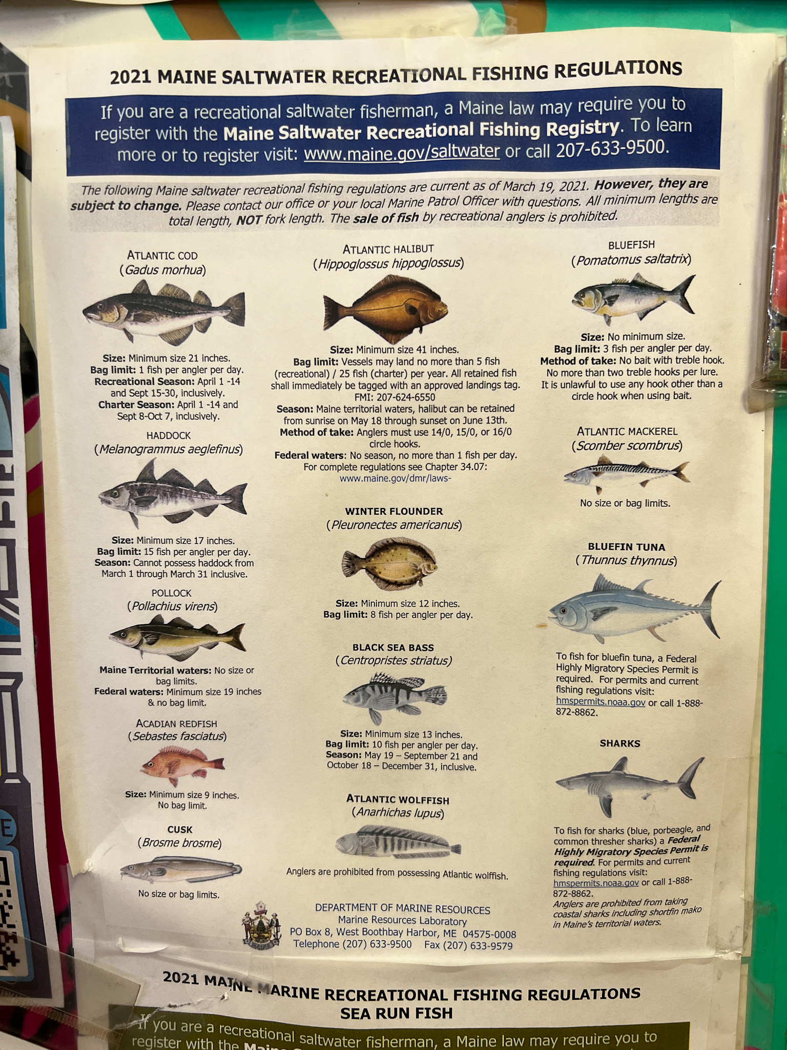 Quoi pêcher dans le Maine