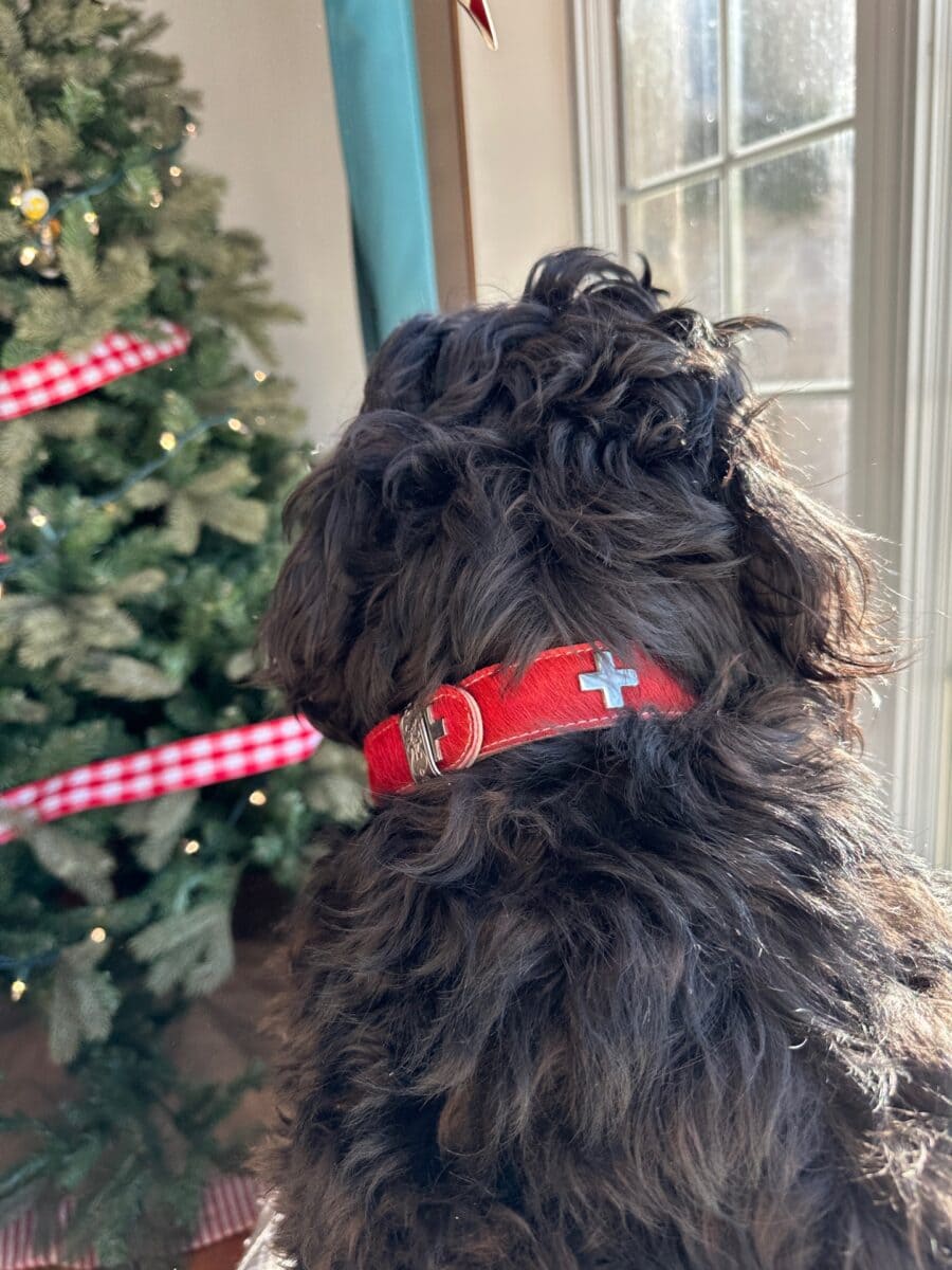 collier chien suisse