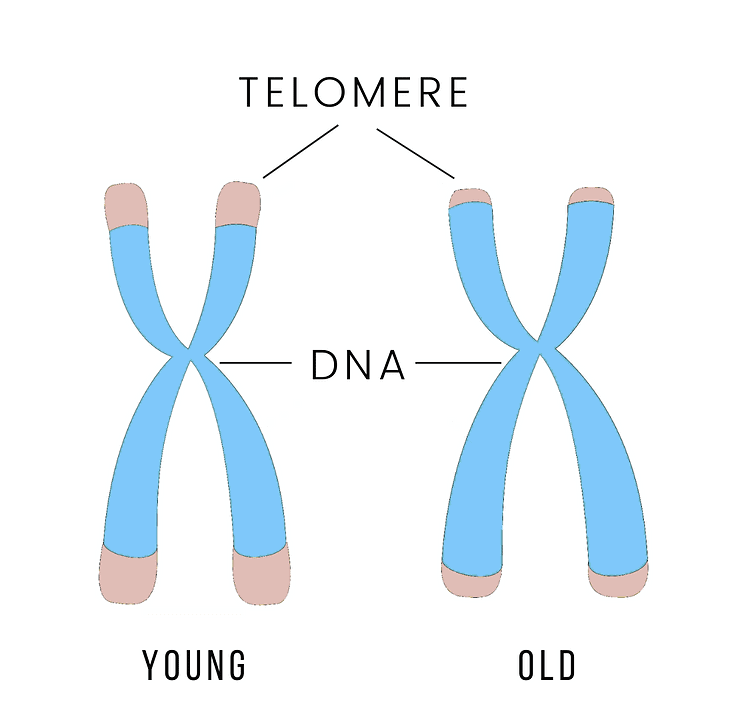 telomere