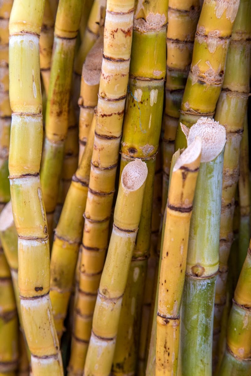 canne à sucre, sucre naturel
