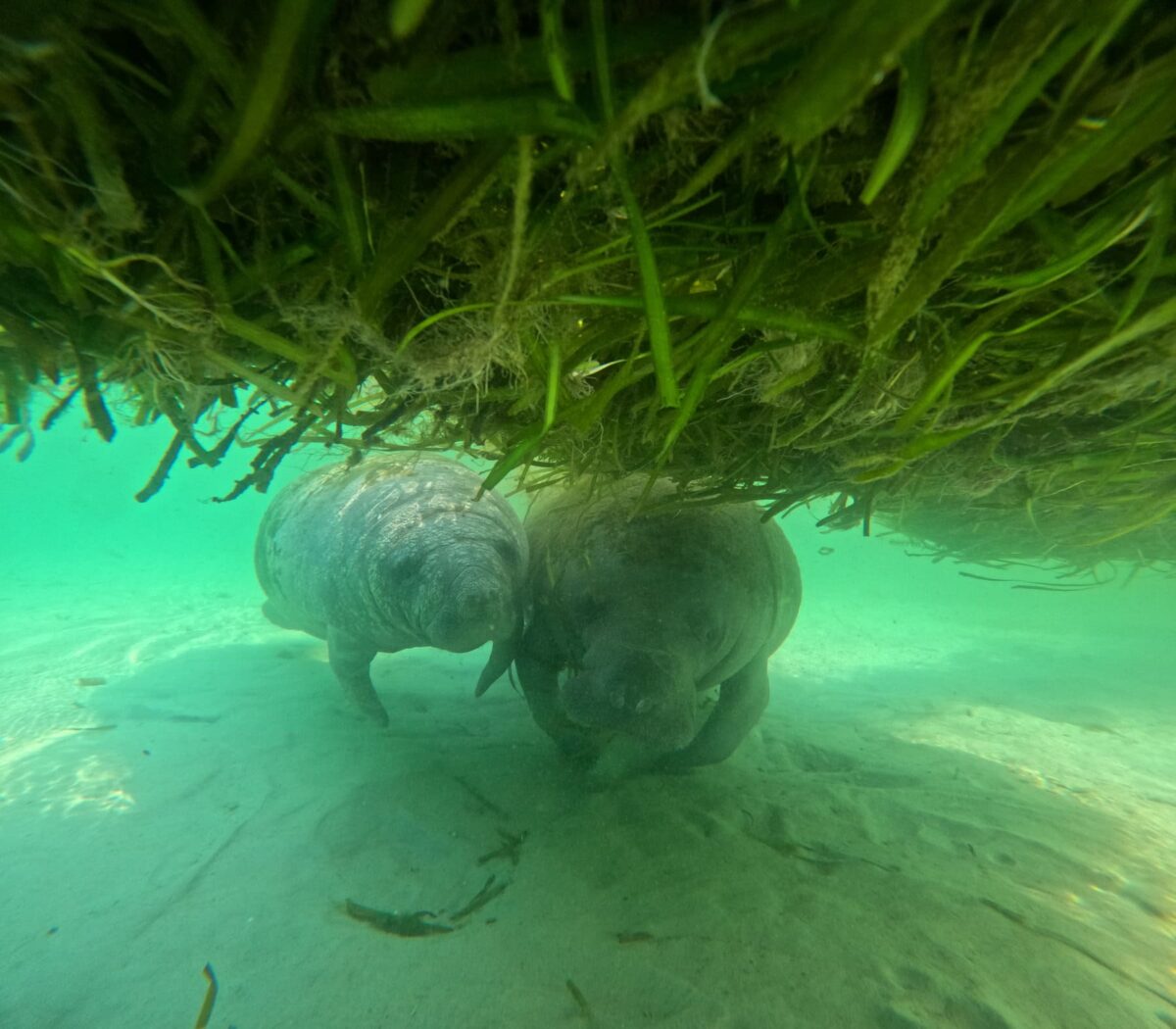 lamantins crystal river