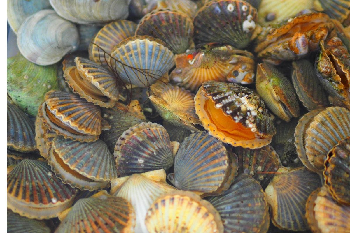 scalloping crystal River