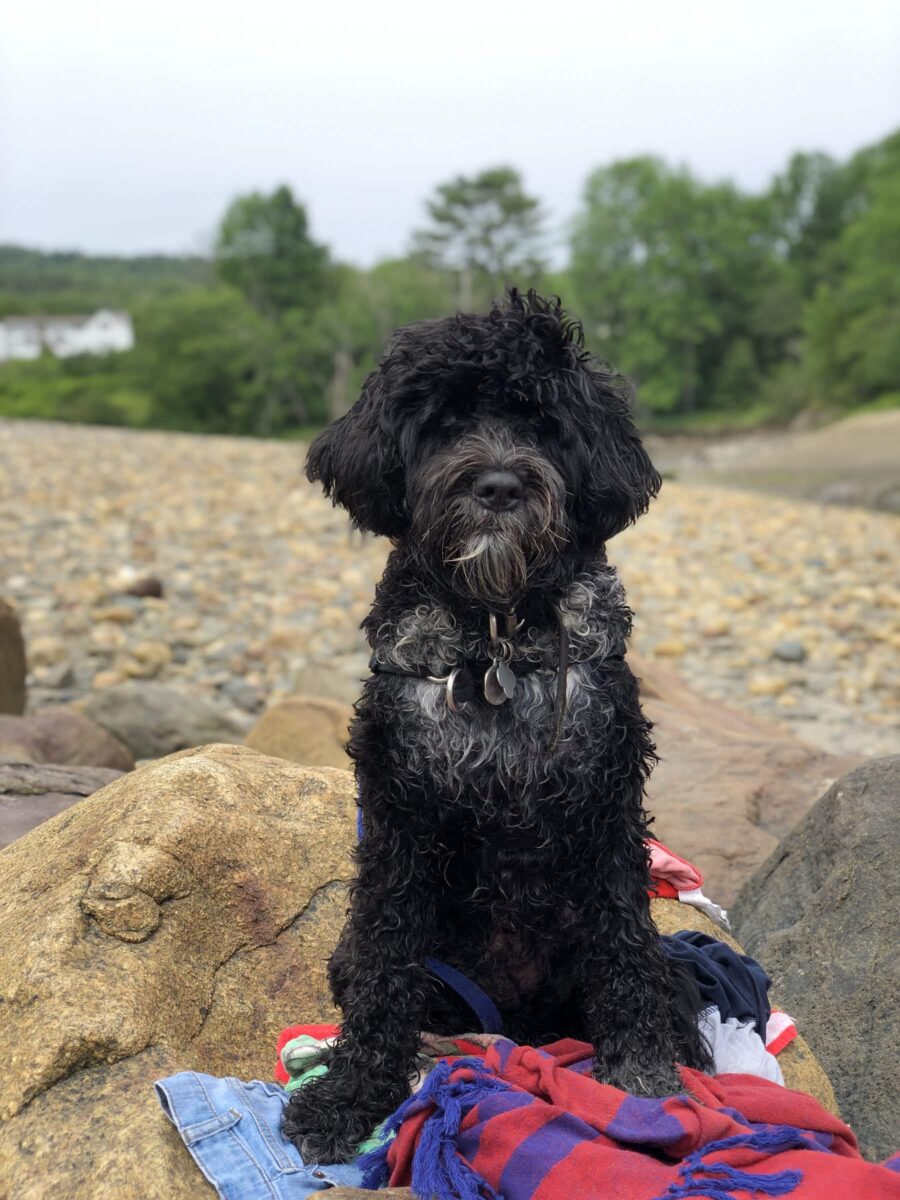 douanes nourriture chiens