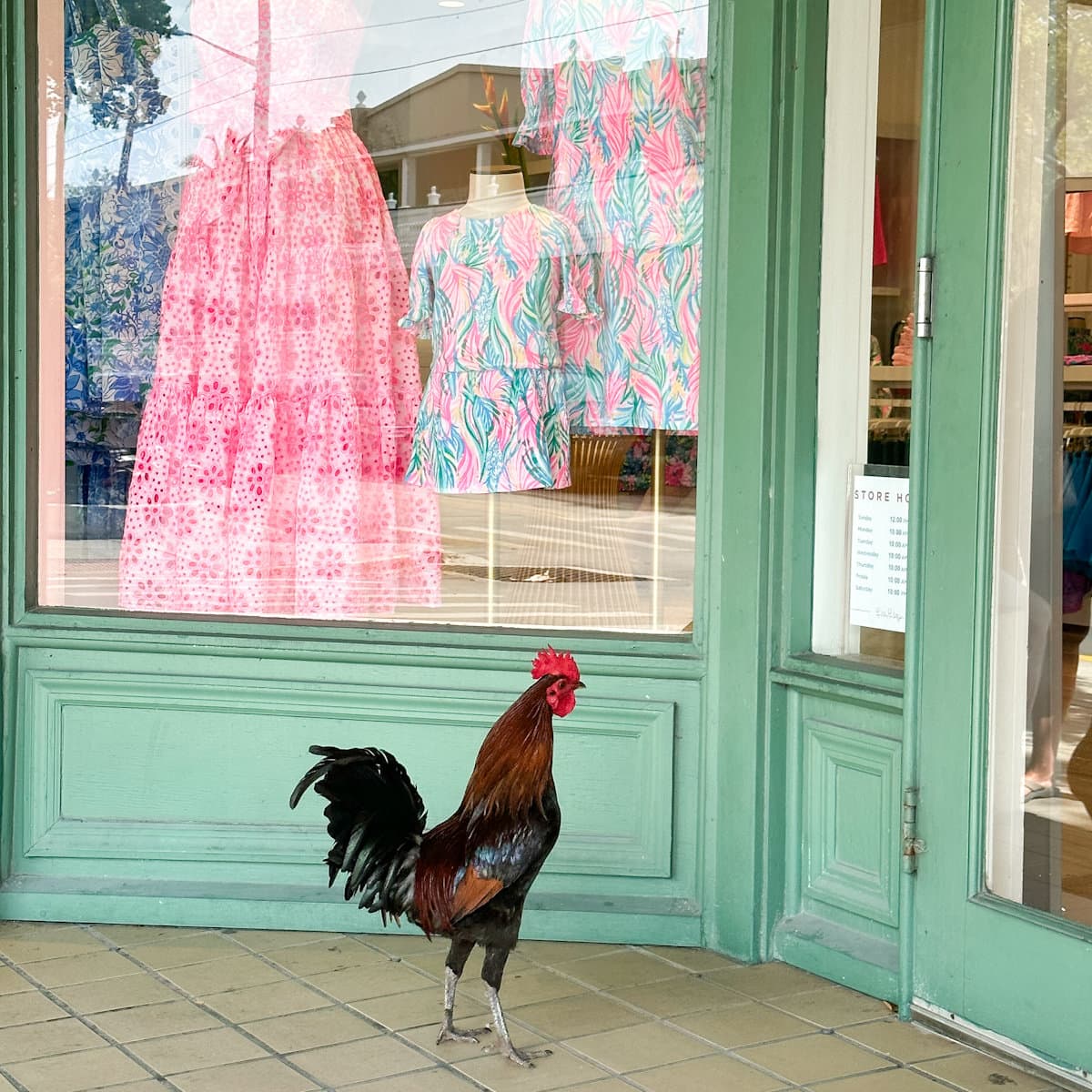 Coq à Key West qui fait du lève vitrine devant une boutique