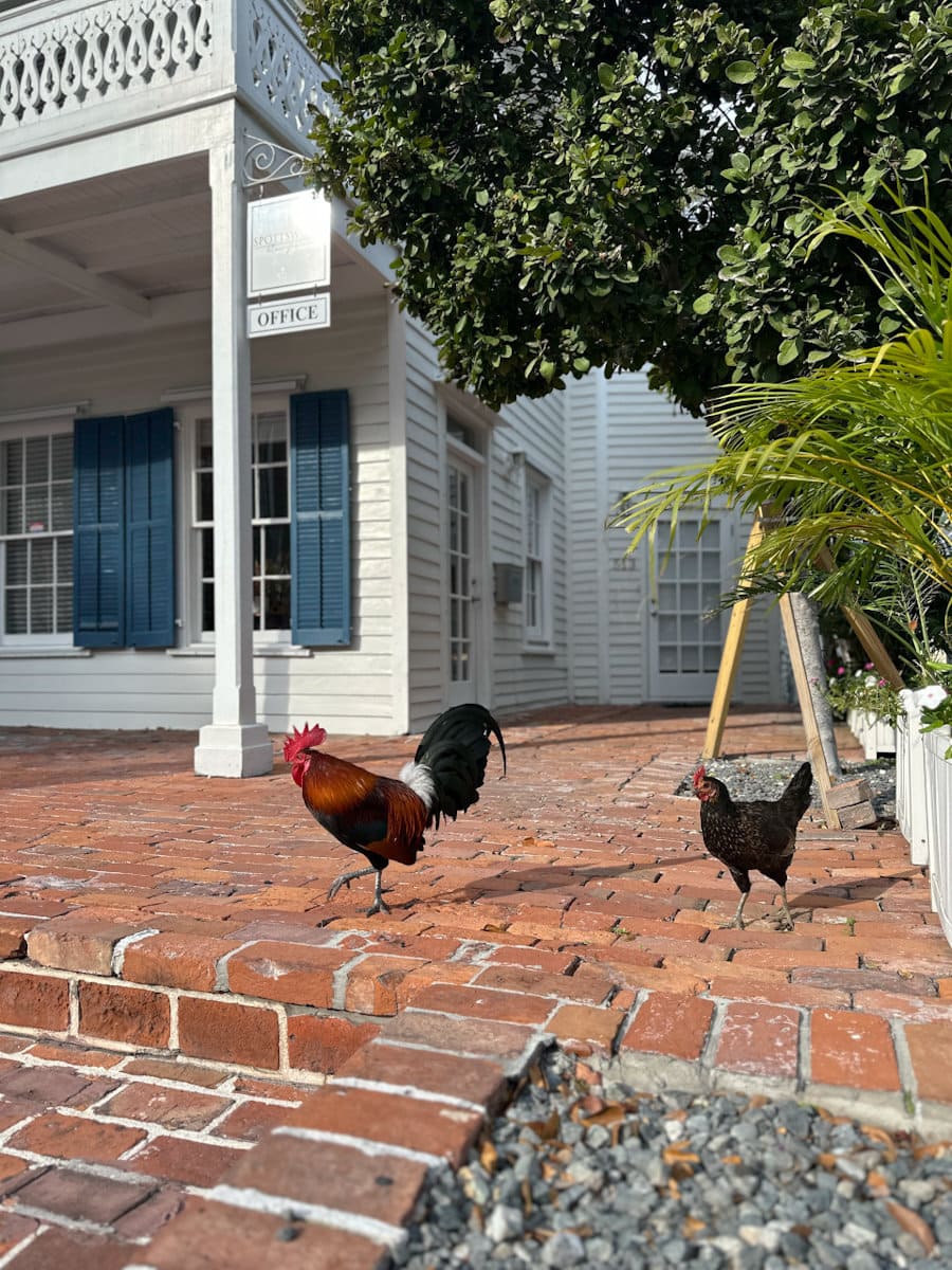 coq à Key West