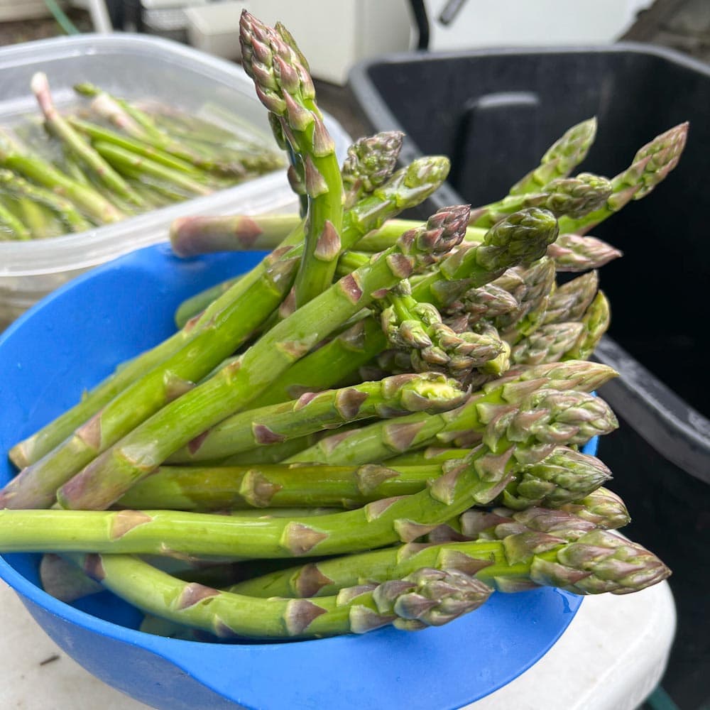 asperges dans un bol bleu