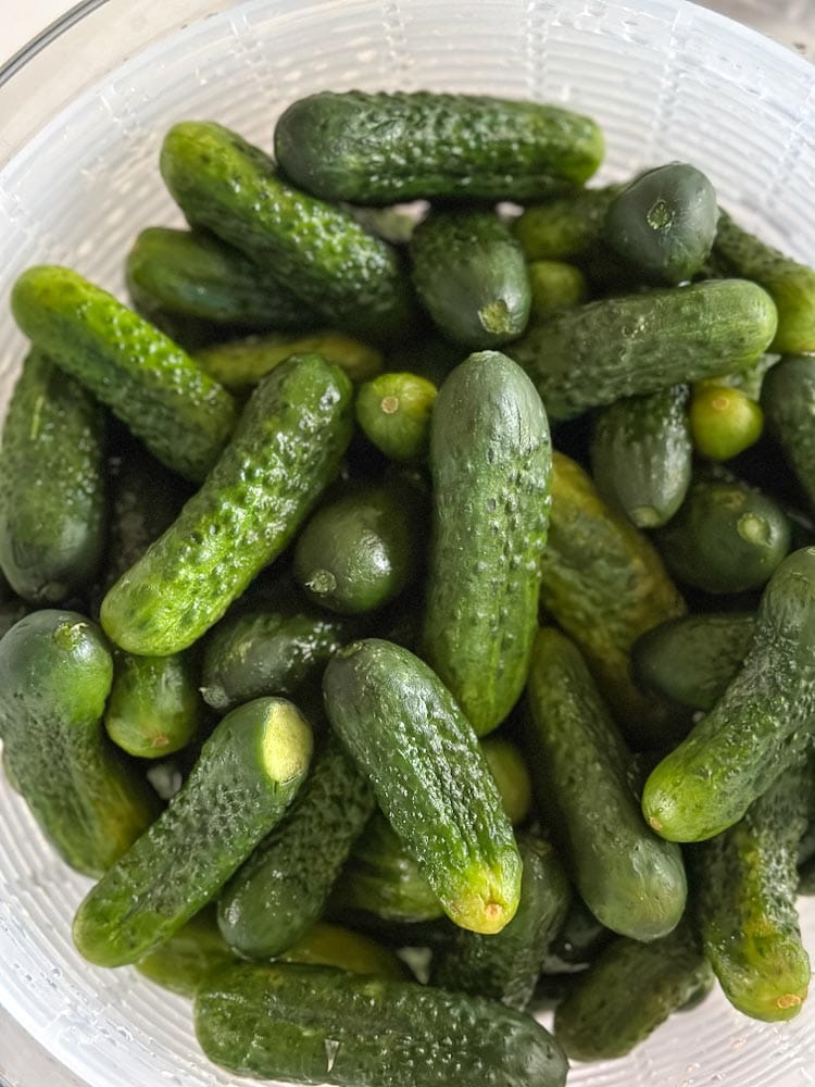 petites concombres à cornichons dans un bol
