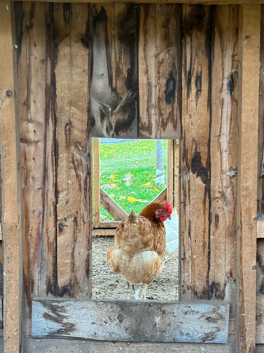 poule dans un poulailler