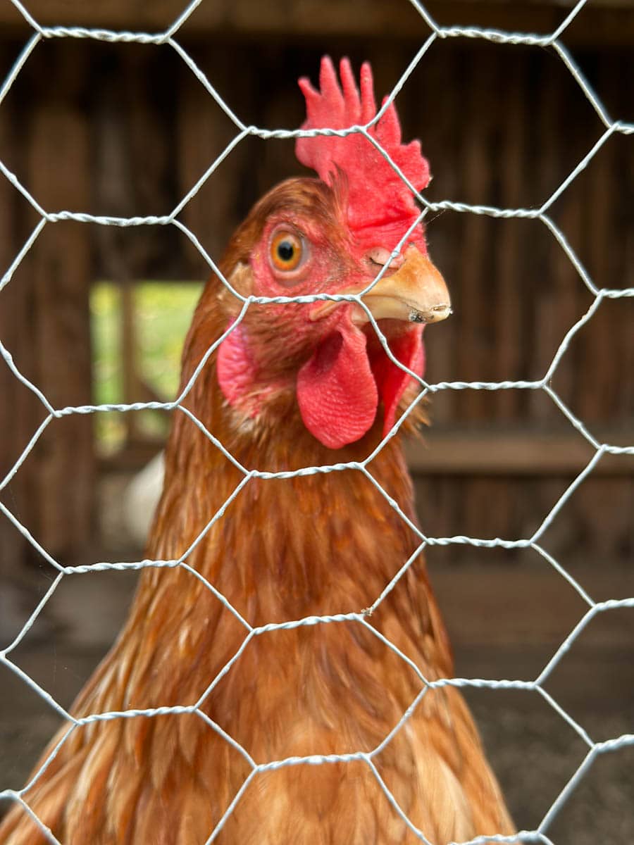 poule derrière un grillage, en gros plan