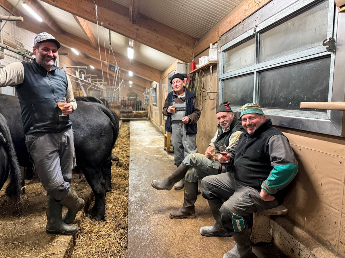 À l'étable les amis qui trinquent devant la vache