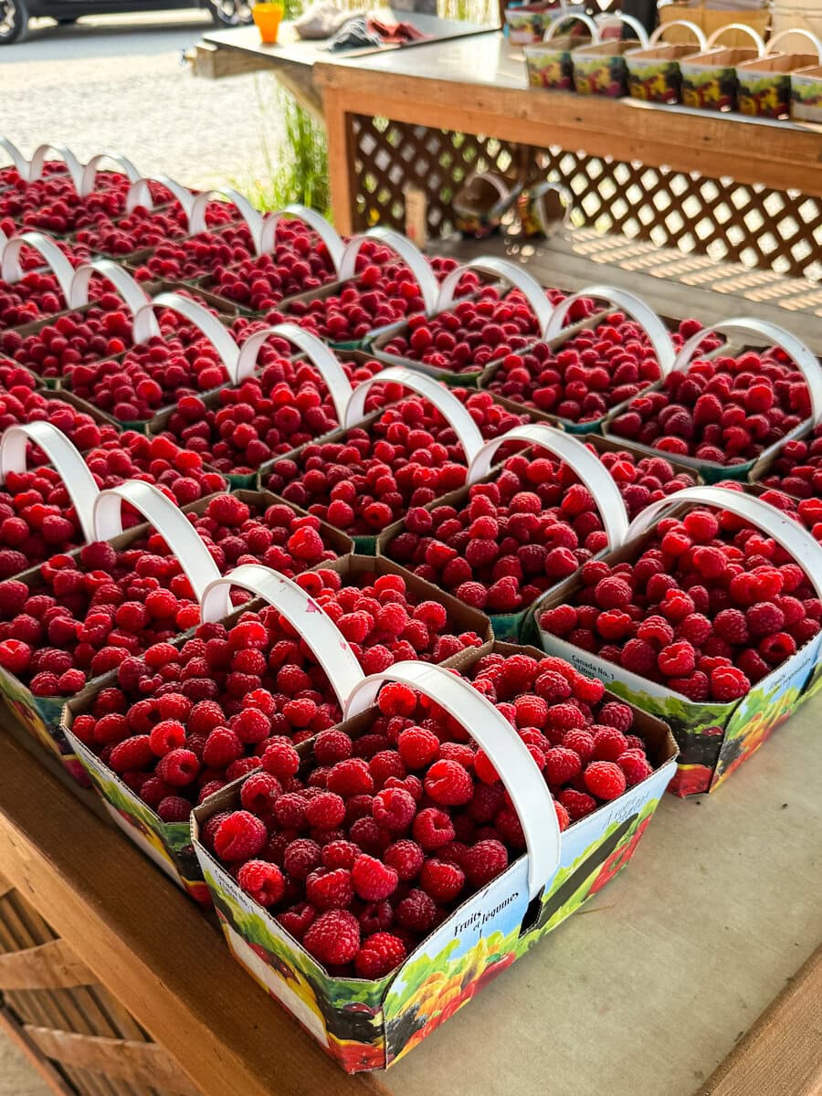 multiples casseaux de framboises chez le producteur